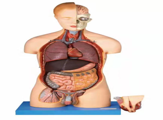 Half Body CPR Training Manikin, Medical CPR Dummy Simple Type Computer simulation of bust CARDIopulmonary CPR Manikin supplier